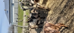  Țap de vanzare varsta 2 ani de prasila sau de sacrificat 1000 RON - imagine 2