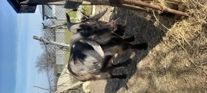  Țap de vanzare varsta 2 ani de prasila sau de sacrificat 1000 RON - imagine 4