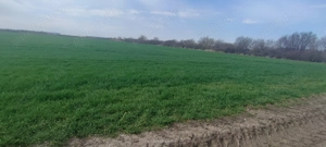 Teren intravilan industrial Aradului de vânzare  - imagine 7