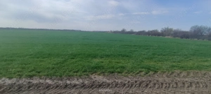 Teren intravilan industrial Aradului de vânzare  - imagine 5