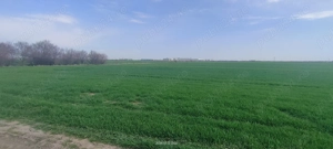 Teren intravilan industrial Aradului de vânzare  - imagine 3