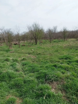 Vând teren în Dichiseni - imagine 4