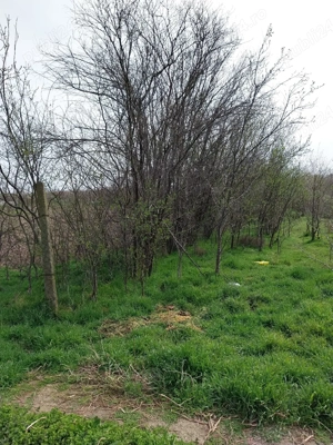 Vând teren în Dichiseni - imagine 7