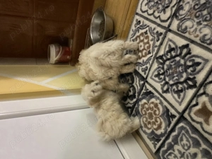 3 cățelușe bichon își caută un nou cămin  - imagine 2