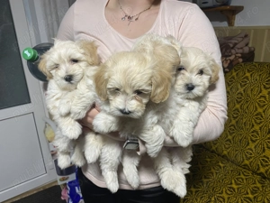 3 cățelușe bichon își caută un nou cămin 