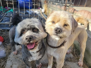 VANZARE   SCHIMB 2 catei masculi, fratiori, Shitzu + Bichon, super jucausi