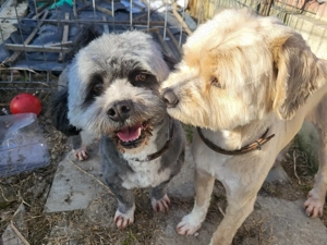 VANZARE   SCHIMB 2 catei masculi, fratiori, Shitzu + Bichon, super jucausi - imagine 3