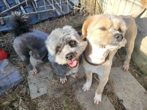 VANZARE   SCHIMB 2 catei masculi, fratiori, Shitzu + Bichon, super jucausi