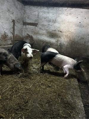 vand soldani - imagine 2