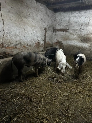 vand soldani - imagine 5