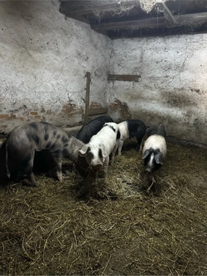 vand soldani - imagine 3