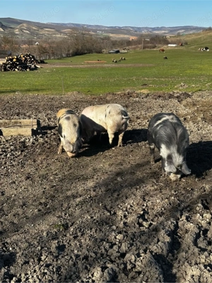 poci pentru sacrificat - imagine 3