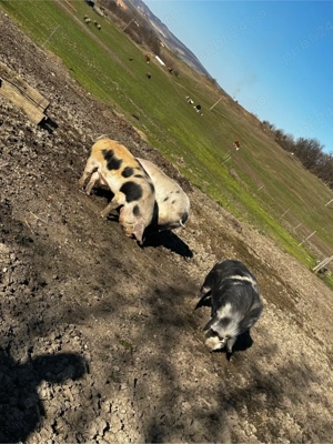 poci pentru sacrificat - imagine 4