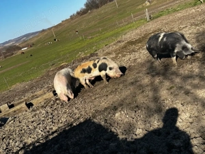 poci pentru sacrificat