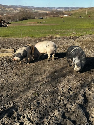 poci pentru sacrificat - imagine 2