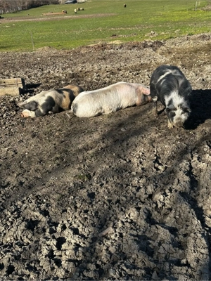 poci pentru sacrificat - imagine 5