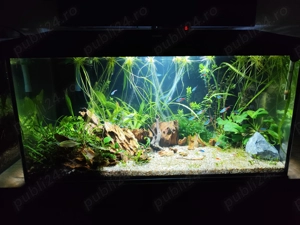 Creveti red cherry  - imagine 3