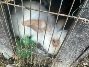 Iepuri de vanzare Galati  - imagine 4