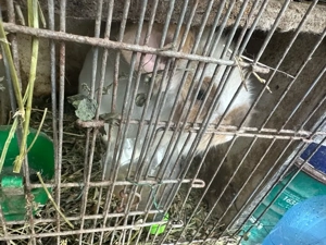 Iepuri de vanzare Galati  - imagine 5