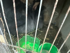 Iepuri de vanzare Galati 