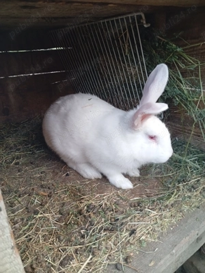 Vând iepuri albi de Panonia  - imagine 4