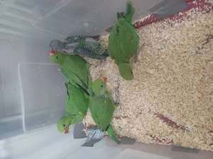 Micul Alexandru - imagine 2