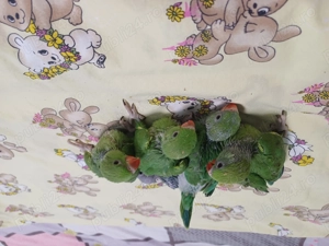 Micul Alexandru - imagine 4