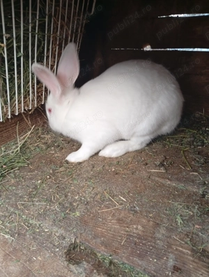 Vând iepuri albi de Panonia  - imagine 5