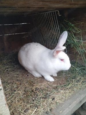 Vând iepuri albi de Panonia  - imagine 3