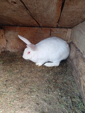 Vând iepuri albi de Panonia  - imagine 2