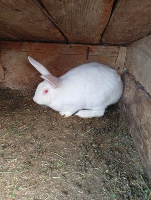 Vând iepuri albi de Panonia 