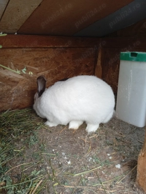 Vând iepuroaică  - imagine 3