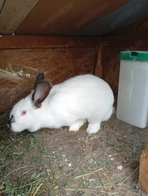 Vând iepuroaică  - imagine 4