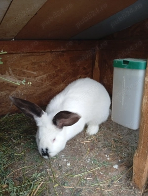 Vând iepuroaică  - imagine 2