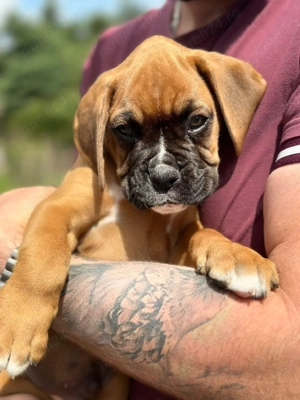 Căței Boxer de rasă pură cu acte VDH disponibili pentru adopție. WhatsApp:   - imagine 5