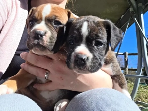 Căței Boxer de rasă pură cu acte VDH disponibili pentru adopție. WhatsApp:   - imagine 3