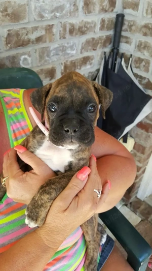 Căței Boxer de rasă pură cu acte VDH disponibili pentru adopție. WhatsApp:   - imagine 4