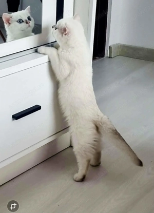 Motanel British Shorthair  - imagine 2