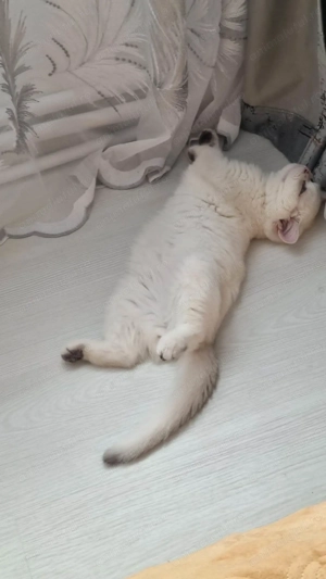 Motanel British Shorthair  - imagine 3