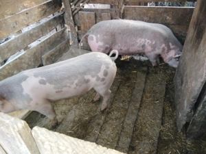 Vând porci 60 70kg - imagine 4