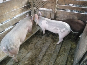 Vând porci 60 70kg - imagine 3