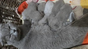 Pisici bristish shorthaire și scotish fold  - imagine 3