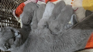 Pisici bristish shorthaire și scotish fold  - imagine 2