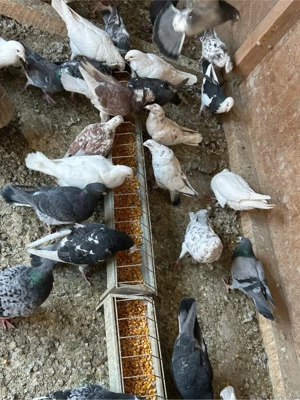 Porumbei voiajori  - imagine 2