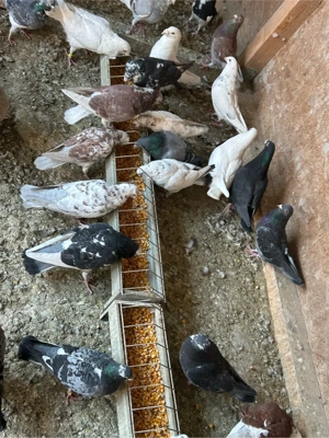 Porumbei voiajori  - imagine 3