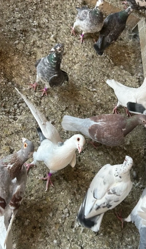 Porumbei voiajori  - imagine 5