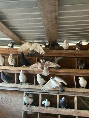 Porumbei voiajori  - imagine 1