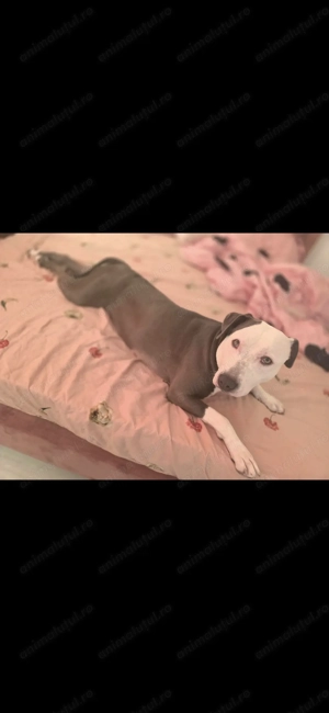 Luna, fetiță amstaff. - imagine 2