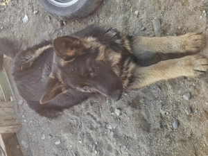 Vand ciobănesc german - imagine 3