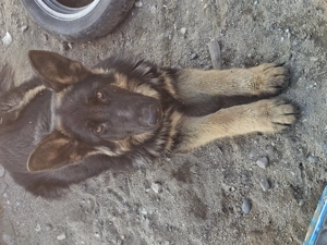 Vand ciobănesc german - imagine 4